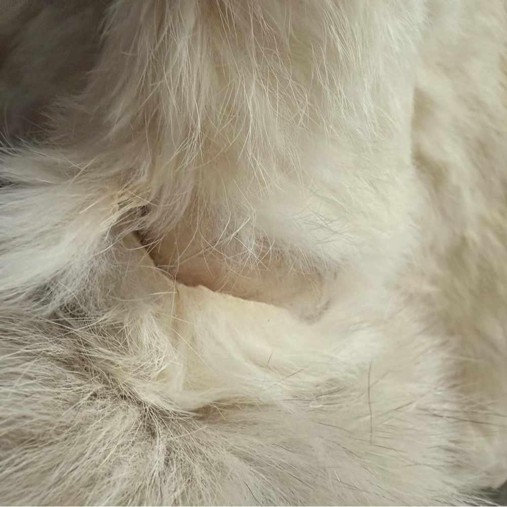 Berman’s Vintage Rabbit Fur Jacket - Picture 5 of 11